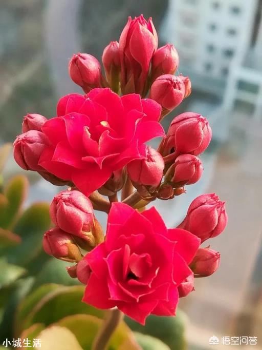家里的长寿花到现在还没有打花苞，这个冬天还会开花吗？
