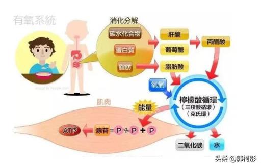 女生减肥,做力量训练和不做力量训练的差别在哪儿?