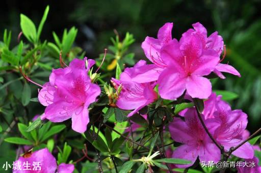 杜鹃花怎么养才能到明年继续开花？