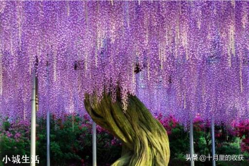 想种个可以攀爬的开花植物，有何推荐？