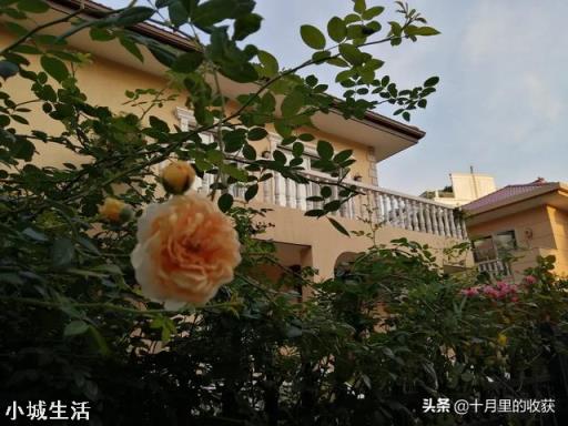 想种个可以攀爬的开花植物，有何推荐？