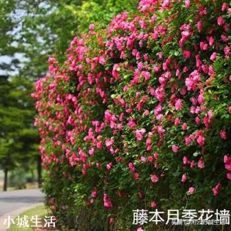 想种个可以攀爬的开花植物，有何推荐？