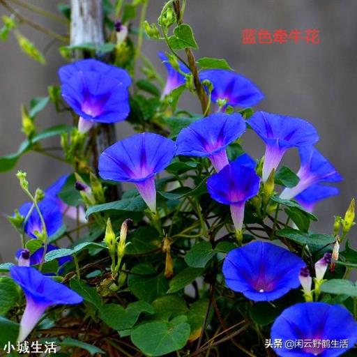 想种个可以攀爬的开花植物，有何推荐？