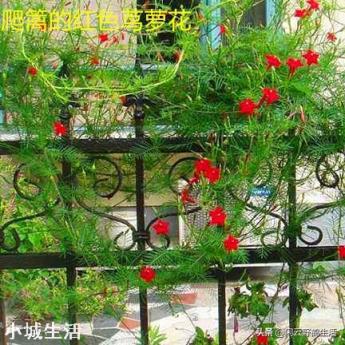 想种个可以攀爬的开花植物，有何推荐？