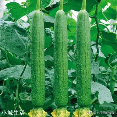 想种个可以攀爬的开花植物，有何推荐？