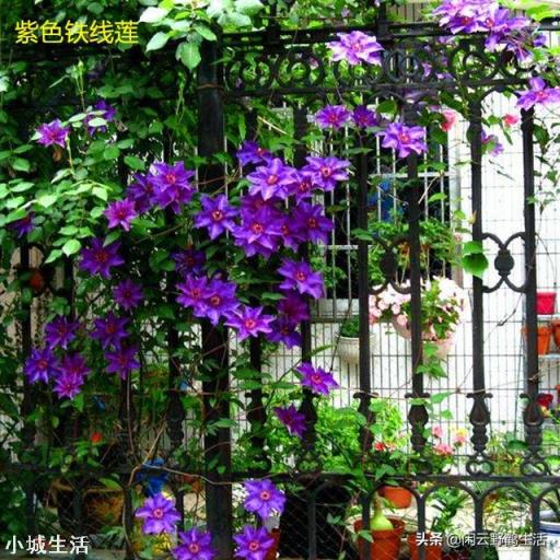 想种个可以攀爬的开花植物，有何推荐？