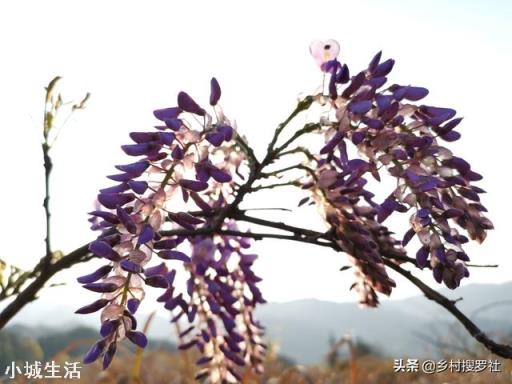 想种个可以攀爬的开花植物，有何推荐？