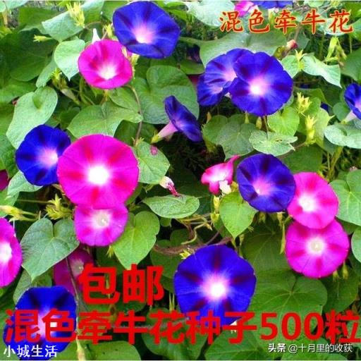想种个可以攀爬的开花植物，有何推荐？