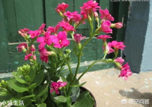 长寿花在花期时怎样移盆？