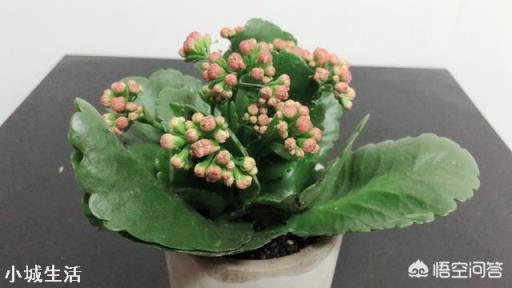 长寿花在花期时怎样移盆？