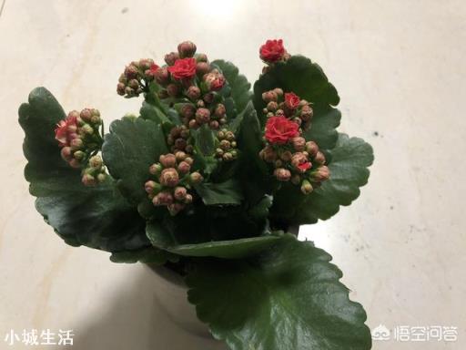 长寿花在花期时怎样移盆？