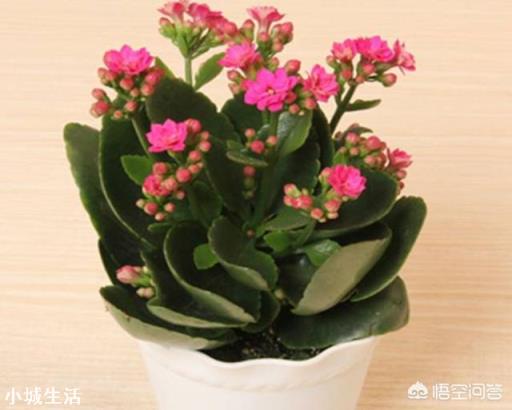 长寿花在花期时怎样移盆？