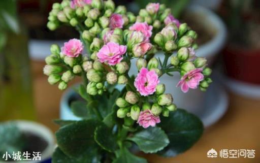 长寿花在花期时怎样移盆？