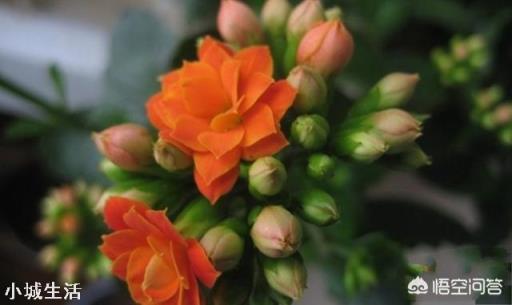 长寿花在花期时怎样移盆？