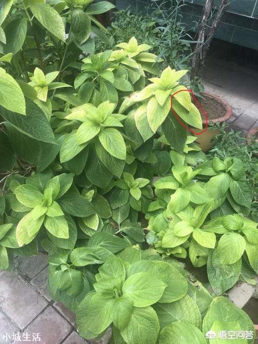 刚养的绣球花有的叶子发黄是怎么回事?