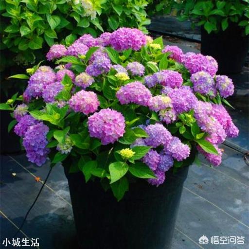 刚养的绣球花有的叶子发黄是怎么回事?