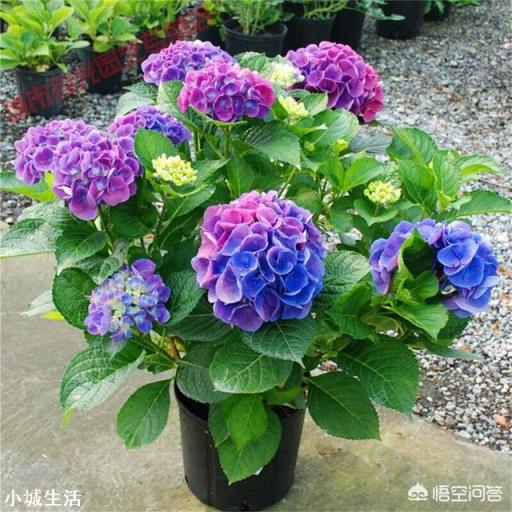 刚养的绣球花有的叶子发黄是怎么回事?