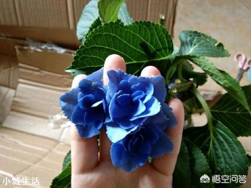 刚养的绣球花有的叶子发黄是怎么回事?