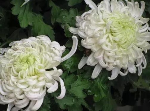 清明节买什么花上坟好?清明节哪天合适上坟