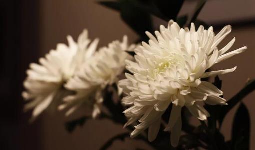 清明节买什么花上坟好?清明节哪天合适上坟