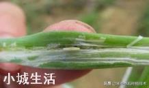 水稻苗床用什么农药预防潜叶蝇?