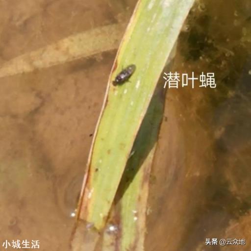 水稻苗床用什么农药预防潜叶蝇?