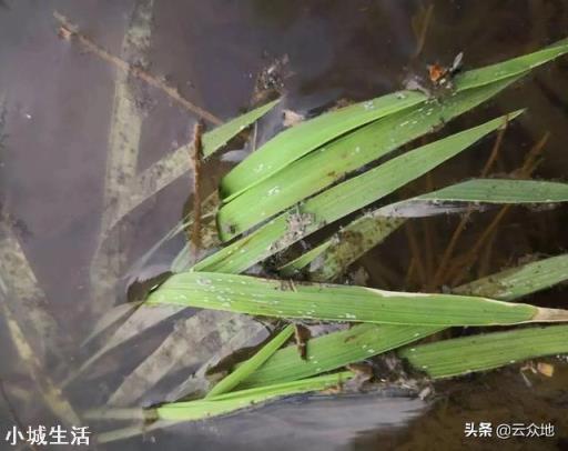 水稻苗床用什么农药预防潜叶蝇?