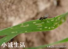 水稻苗床用什么农药预防潜叶蝇?