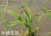 水稻苗床用什么农药预防潜叶蝇?