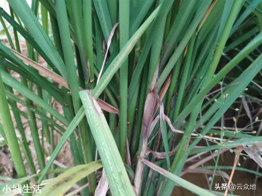 唑醚戊唑醇主治什么病?能防治水稻条纹枯病吗？