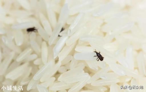 大米生虫了，爬的满宿舍都是，我该怎么办？