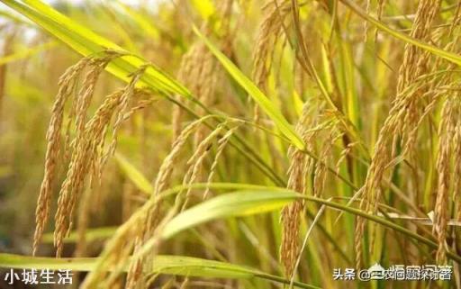 水稻怎样提高结实率和千粒重?