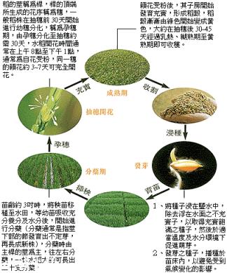 水稻怎样提高结实率和千粒重?
