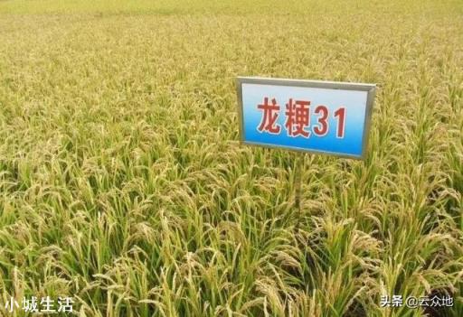 中国的超级水稻现在全国推广了吗？