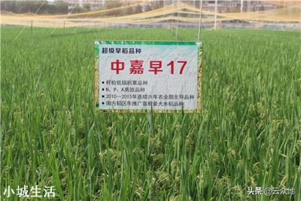 中国的超级水稻现在全国推广了吗？