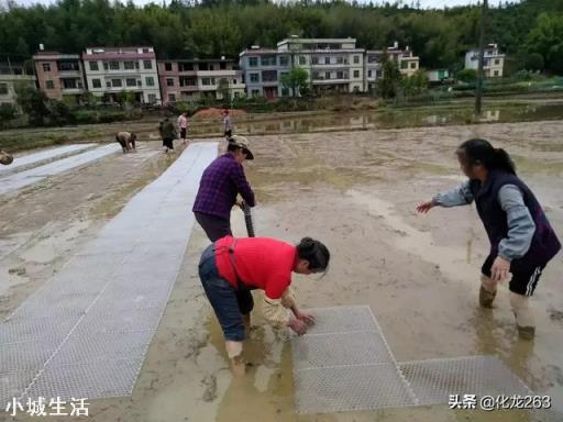 水稻直播和抛秧,这两样做法哪样产量更高些,更省心省事又省工,成本更低些?