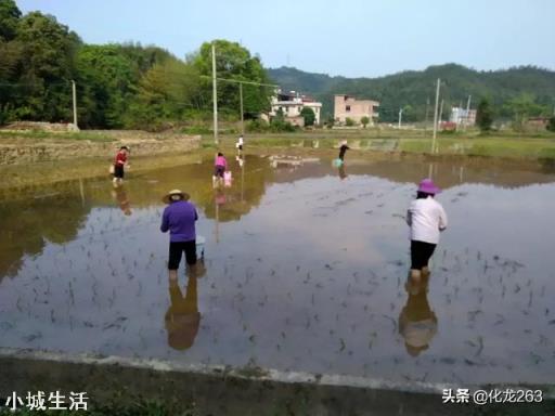 水稻直播和抛秧,这两样做法哪样产量更高些,更省心省事又省工,成本更低些?