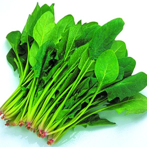 野菠菜的功效與作用及藥用價值