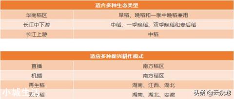 黄花粘水稻属于粳稻还是籼稻？