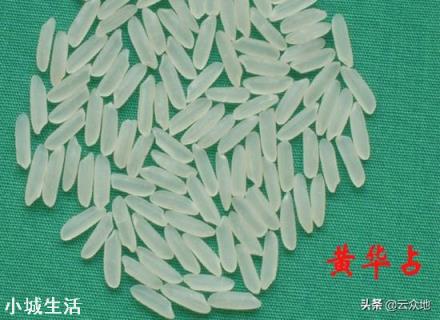 黄花粘水稻属于粳稻还是籼稻？