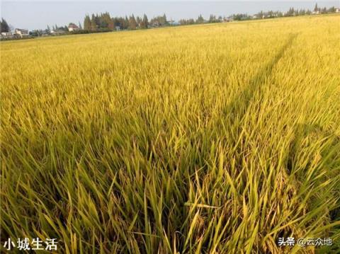 黄花粘水稻属于粳稻还是籼稻？