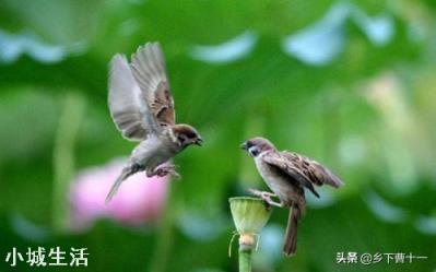麻雀对农民的危害那么大，为什么还要保护它？