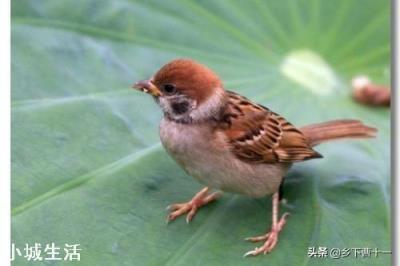 麻雀对农民的危害那么大，为什么还要保护它？