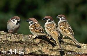 麻雀对农民的危害那么大，为什么还要保护它？