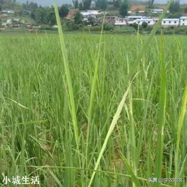 急急急，田中间水稻不抽穗，什么原因？