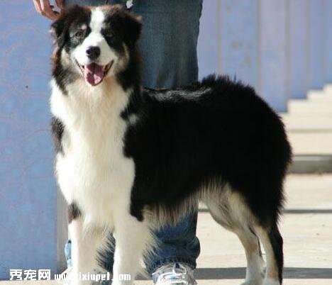 训练边境牧羊犬的方法及注意事项