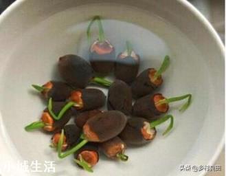 发芽慢的种子，在播种之前对种子浸种，浸种的时间与什么有关？