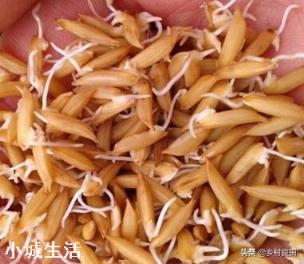 发芽慢的种子，在播种之前对种子浸种，浸种的时间与什么有关？