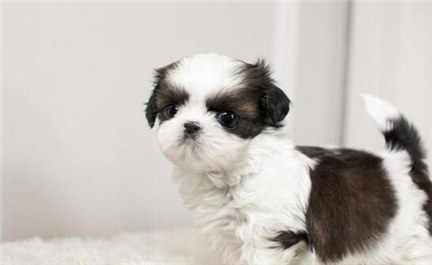 西施犬多少钱一只？选购西施犬应注意哪些事项？