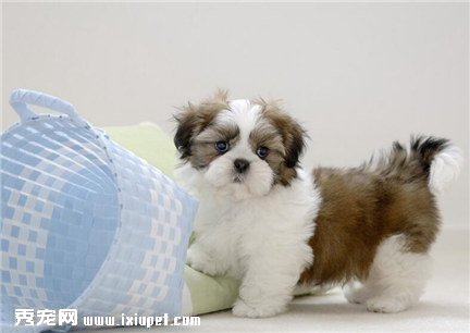 西施犬多少钱一只？选购西施犬应注意哪些事项？
